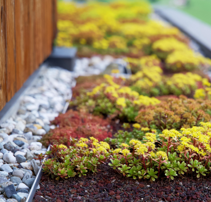 Flowery Roof - Planting flowers and gravel