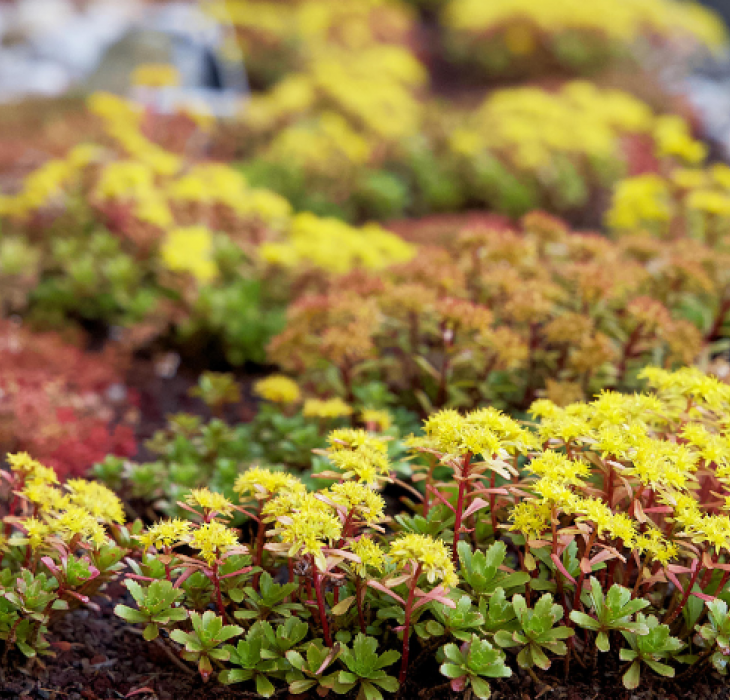 Flowery Roof - Green roof, composed of grass and gravel