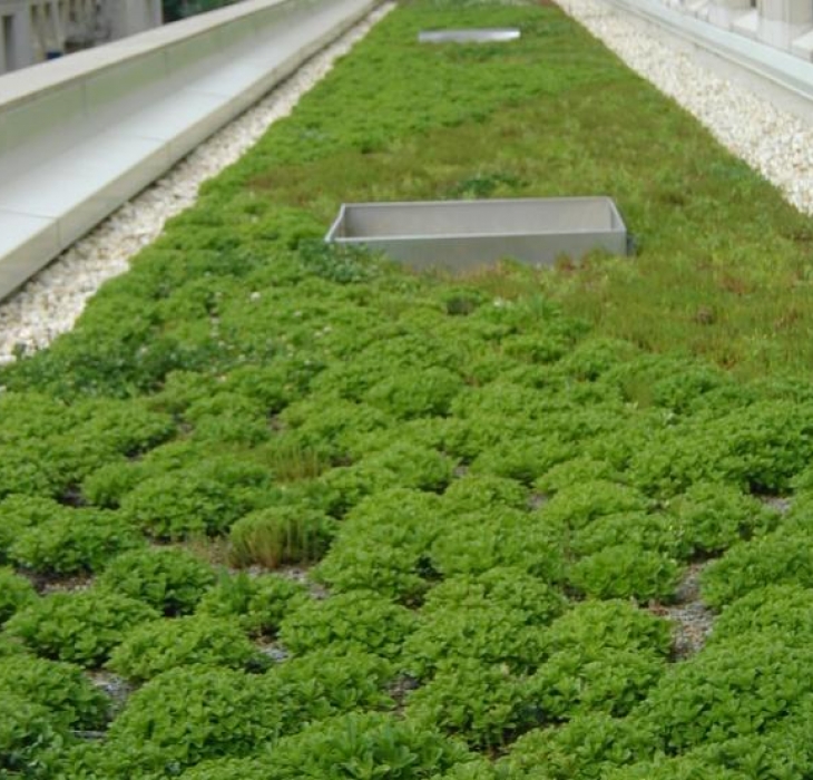 green roof on TPO membrane. - green roof