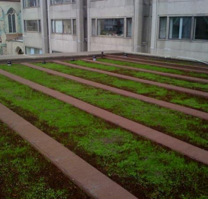 Intensive green roof Montréal - 60 cm of culture soil for large calibre trees