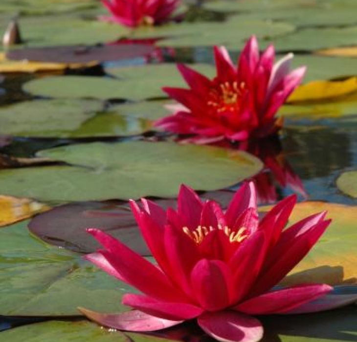 Plantes aquatiques - bassin d'eau à Montreal