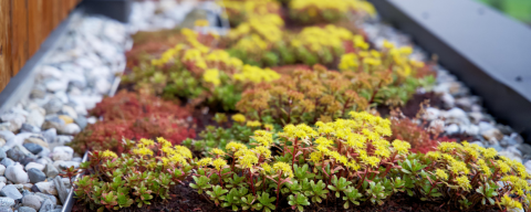 Flowery Roof - Green roof, composed of grass and gravel